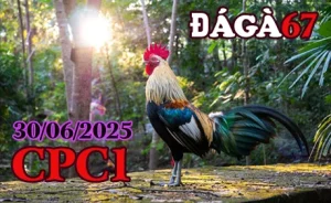Video Clip Đá Gà Trực Tiếp C1 Hôm Nay 30/06/2025